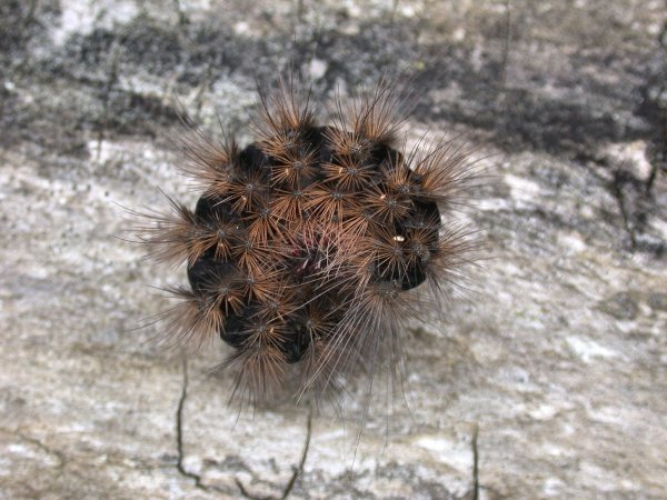 February 2016: Rye Harbour Nature Reserve Sightings
